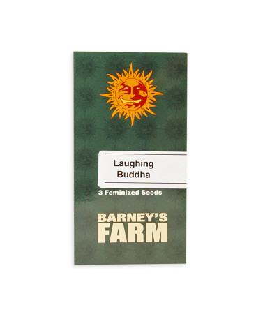 Семена сорта Laughing Buddha fem