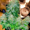 Семена сорта Bruce Banner #3 Auto fem (Herbies Seeds)