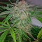 Семена сорта Industrial Plant Autoflowering CBD fem