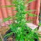 Семена сорта Original Amnesia Autoflowering fem (Dinafem Seeds)