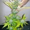Семена сорта Atomical Haze fem (Paradise Seeds)