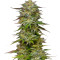 Семена сорта Golden Sands fem (Humboldt Seed Company)