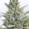 Семена сорта Buddha Calamity Jane Auto fem (Buddha Seeds)