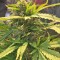 Семена сорта Incredible Bulk fem (Dr. Krippling Seeds)
