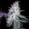 Семена сорта Jack Herer Auto fem (Green House Seeds)