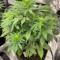 Семена сорта Auto NHL Diesel fem (Victory Seeds)