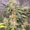 Семена сорта Bruce Banner # fem (AlphaFem Seeds)
