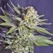 Семена сорта Killer Kush F1 Fast Version fem (Sweet Seeds)