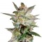Семена сорта Star 47 fem (World of Seeds)