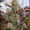 Семена сорта Dark Phoenix fem (Green House Seeds)