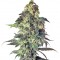 Семена сорта Northern VIP fem (VIP seeds)