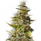 Семена сорта Botafumeiros fem (Sweet Seeds)