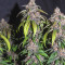 Семена сорта Red Purps fem (Female Seeds)