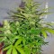 Семена сорта Jack Herer fem (Green House Seeds)
