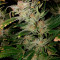 Семена сорта Skunk XL fem (Royal Queen Seeds)