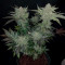 Семена сорта The New fem (Humboldt Seeds)