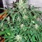 Семена сорта Auto Wembley fem (Pyramid Seeds)