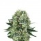 Семена сорта Bubble Kush fem (Royal Queen Seeds)