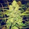 Семена сорта Royal Gorilla (Royal Queen Seeds)