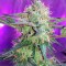 Семена сорта Fresh Candy fem (Pyramid Seeds)