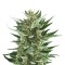 Семена сорта Royal Cheese Automatic fem (Russian Queen Seeds)