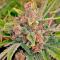 Семена сорта Insane OG Strain