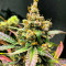 Семена сорта Punch Gelato #33 Auto fem (Cali Buds Seeds)