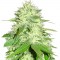 Семена сорта Appleberry fem (Sumo Seeds)