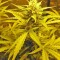 Семена сорта Devotchka Auto fem (Doctor’s Choice)