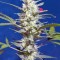 Семена сорта Crystal Candy Auto fem (Sweet Seeds)