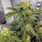 Семена сорта Delicious Cookies fem (Delicious Seeds)