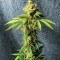 Семена сорта Royal Runtz fem (Royal Queen Seeds)