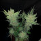 Семена сорта The New fem (Humboldt Seeds)