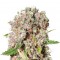 Семена сорта Mendocino Skunk fem (Paradise Seeds)