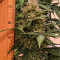Семена сорта Auto Red Russian XXL fem (Victory Seeds)