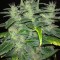 Семена сорта Dieseltonic fem (Resin Seeds)