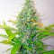 Семена сорта Skunk + (Power Skunk) fem (Kannabia Seeds)