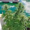 Семена сорта Strawberry Amnesia fem (Dinafem Seeds)