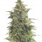Семена сорта Chu Valley auto fem (Russian Genetic)