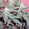 Семена сорта Green Poison Auto fem (Sweet Seeds)