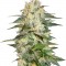 Семена сорта Afghan Kush Ryder Auto fem (World of Seeds)