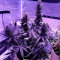 Семена сорта Auto Northern Light fem (Victory Seeds)
