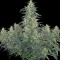 Семена сорта CBD-Chronic fem (Serious Seeds)