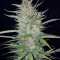 Семена сорта White Widow Original fem (Sumo Seeds)
