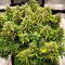 Семена сорта конопли Haze Auto