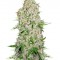 Семена сорта Skunk Special fem (Female Seeds)