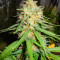 Семена сорта Critical XXL fem (Herbies Seeds)