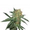 Семена сорта Great White Shark (Green House Seeds)
