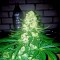 Семена сорта Bubble Kush fem (Royal Queen Seeds)