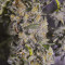 Семена сорта Sugar Candy fem (Delicious Seeds)